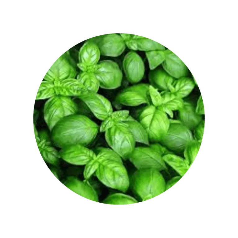 albahaca verde