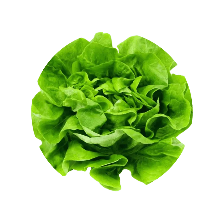 lechuga maravilla