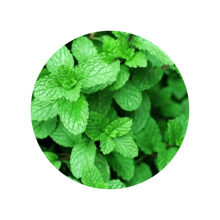 menta viva